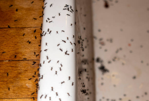 Best Ant Control Services  in Hurley, NM