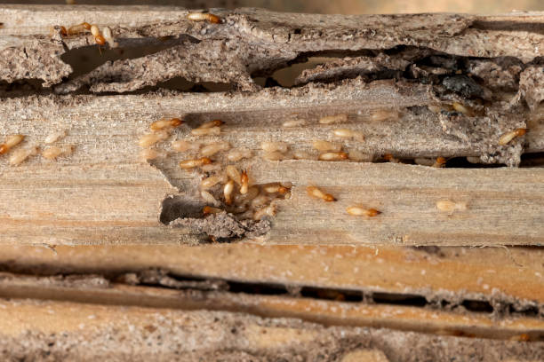 Best Pest Inspection Near Me  in Hurley, NM