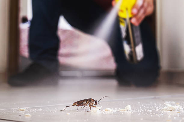 Best Cockroach Control Services  in Hurley, NM