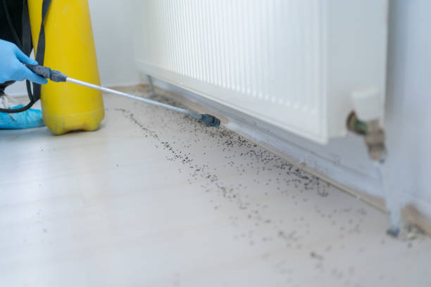 Best Insect Control  in Hurley, NM